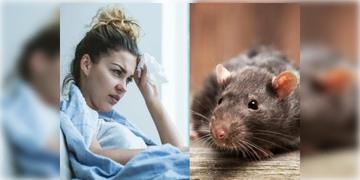 Read more about - Jalpaiguri | ইঁদুর জ্বরে জেরবার জলপাইগুড়ি, হু হু করে বাড়ছে আক্রান্তের সংখ্যা