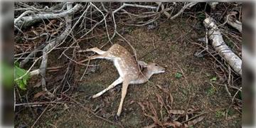 Read more about - Sundarban Poacher Arrest । চোরাশিকারিদের রমরমা সুন্দরবনে, হরিনের চামড়া ও মাংসসহ বনকর্মীদের হাতে ধৃত ১