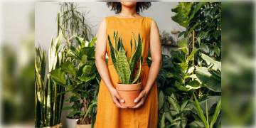 Read more about - Maintain Indoor Plants: যত্নে রাখুন আপনার ইন্ডোর প্ল্যান্ট