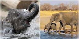 Read more about - Elephant Rescue | ভোররাতে সেপটিক ট্যাঙ্কে পড়ে বিপত্তি, সাড়ে ৭ ঘণ্টার অভিযানের পর উদ্ধার হস্তিশাবক