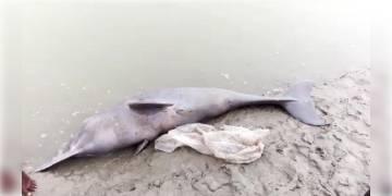 Read more about - শনিবার সকালে ১৪ নম্বর দুধকামরা অঞ্চলের বাগচি গ্রামে উদ্ধার মৃত শুশুক, ভিড় জমান স্থানীয় বাসিন্দারা