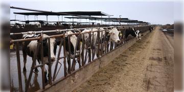 Read more about - California | গরুর দুধে বার্ড ফ্লু ভাইরাসের উপস্থিতি! ক্যালিফোর্নিয়ায়  জারি জরুরি অবস্থা