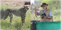 Read more about - Cheetah in India। নতুন বছরে চিতার পাল আসছে ভারতে, উদ্যোগী কেন্দ্র সরকার