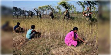 Read more about - Bangladesh । বাংলাদেশ চুপিচুপি কেটে নিচ্ছে ফসল, দাবি সীমান্তের গ্রামগুলির, তৎপর বিএসএফ