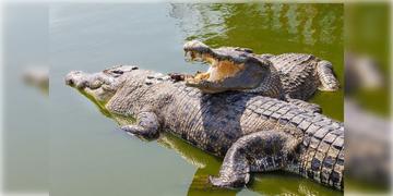 Read more about - Madhyapradesh । বিজেপি বিধায়কের বাড়ি সার্চ করতেই চক্ষু চড়কগাছ, IT হানায় মিললো জ্যান্ত কুমির, সোনার তাল