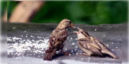 Read more about - Narendra Modi Govt | চড়াই পাখির সংখ্যা বৃদ্ধি করতে উদ্যোগ নেবে নরেন্দ্র মোদি সরকার! দুটি ট্রাস্টের নাম উল্লেখ প্রধানমন্ত্রী মোদির