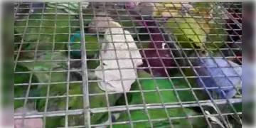 Read more about - বিহার থেকে যাত্রীবাহী বাসে পাখি পাচার, দুর্গাপুরে ধৃত ৪ জন              