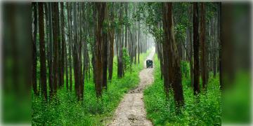 Read more about - World Rainforest Day | সবুজের সঙ্গে ওয়াইল্ড লাইফ সাফারি উপভোগ করতে চান? রইলো ভারতের সেরা রেইনফরেস্টের সন্ধান!