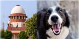Read more about - Stray Dogs | আটকে রাখা যাবে না পথকুকুরদের! শর্ত দিয়ে দিল্লি থেকে পথকুকুর সরানোর নির্দেশ পরিমার্জন করলো সুপ্রিম কোর্ট!