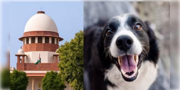 Read more about - Stray Dogs | আটকে রাখা যাবে না পথকুকুরদের! শর্ত দিয়ে দিল্লি থেকে পথকুকুর সরানোর নির্দেশ পরিমার্জন করলো সুপ্রিম কোর্ট!