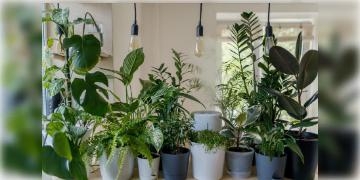 Read more about - Winter Indoor Plant | শীতে ঘর উষ্ণ ও দূষণমুক্ত রাখবে এই বিশেষ ইনডোর প্ল্যান্টগুলি! সঙ্গে জানুন কীভাবে শীতে গাছকে রাখবেন সবুজ ও স্বাস্থ্যকর?
