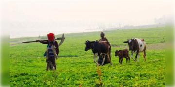 Read more about - বাংলাদেশের রাজশাহী জেলার গরু, বাছুর, মহিষের জন্ম নিবন্ধন বাধ্যতামূলক করা হল