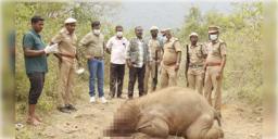 Read more about - Elephant Death | বুনো ফল ভেবে বোমা গিলে ফেলে মর্মান্তিক মৃত্যু হস্তিশাবকের, গ্রেপ্তার কৃষক