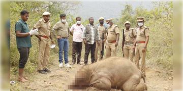 Read more about - Elephant Death | বুনো ফল ভেবে বোমা গিলে ফেলে মর্মান্তিক মৃত্যু হস্তিশাবকের, গ্রেপ্তার কৃষক