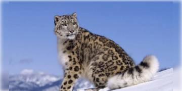 Read more about - করোনায় আক্রান্ত তিনটি তুষার চিতা, আতঙ্কিত জীব বিজ্ঞানীরা।                        