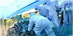 Read more about - ফের বার্ড ফ্লু হানা, আতঙ্ক ছড়াচ্ছে গোটা দেশজুড়ে, সংক্রমণ ঠেকাতে প্রস্তুতি রাজ্যের 