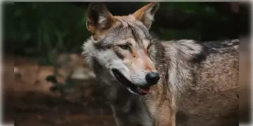 Read more about - Durgapur | দুর্গাপুরে ঘুরে বেড়াচ্ছে নেকড়ে! বনদপ্তরের ট্র্যাপ ক্যামেরায় ধরা পড়লো ছবি!