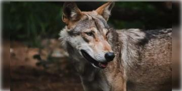 Read more about - Durgapur | দুর্গাপুরে ঘুরে বেড়াচ্ছে নেকড়ে! বনদপ্তরের ট্র্যাপ ক্যামেরায় ধরা পড়লো ছবি!