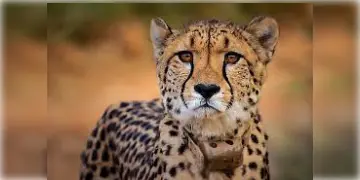 Read more about - Cheetahs in India | ভারতে আসছে ৮ বতসোয়ানিয়ান চিতা! রাষ্ট্রপতি দ্রৌপদী মুর্মুকে উপহার গ্যাবোরোনের