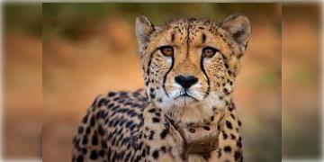 Read more about - Cheetahs in India | ভারতে আসছে ৮ বতসোয়ানিয়ান চিতা! রাষ্ট্রপতি দ্রৌপদী মুর্মুকে উপহার গ্যাবোরোনের
