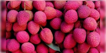 Read more about - গরম পড়তেই কী রোজ লিচু খাচ্ছেন? তবে অতিরিক্ত লিচু খেলে কী হতে পারে জানেন