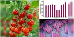 Read more about - Salmonella Infection | সালমোনেলা সংক্রমণে আক্রান্ত হয়ে হাসপাতালে ভর্তি শতাধিক! কাঁচা টমেটো খাওয়া নিয়ে জারি হলো সতর্কতা!