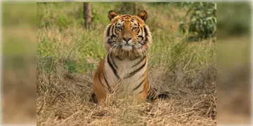 Read more about - Tigress Zeenat । রেডিও কলার কোনো কাজেই লাগছে না, ক্রমাগত ডেরা বদলাচ্ছে বাঘিনি জ়িনাত, চলেছে মানবাজারের পথে