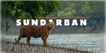 Read more about - World Bank delegation in Bengal | বাংলায় আসছেন বিশ্বব্যাঙ্কের প্রতিনিধিদল, সুন্দরবন নিয়ে বৈঠক করবেন মুখ্যমন্ত্রীর সাথে