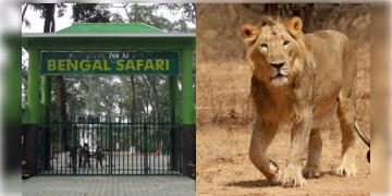 Read more about - Bengal Safari | বেঙ্গল সাফারিতে নয়া আকর্ষণ! মার্চ থেকেই দেখতে পাওয়া যেতে পারে সিংহ!