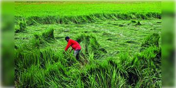 Read more about - Cyclone Dana Impact | 'দানা'র জেরে ক্ষতি ফসলে! বৃষ্টিতে ১ লক্ষ হেক্টর জমির ফসল ক্ষতিগ্রস্ত