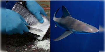 Read more about - Cocaine in Sharks । মাদকাসক্ত  সামুদ্রিক প্রাণীরাও! ব্রাজিলের একাধিক হাঙরদের শরীরে মিললো উচ্চমাত্রায় কোকেন