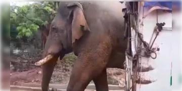 Read more about - Jhargram-Ramlal | সাতসকালে ভোটকেন্দ্রে দাঁতাল হাতি! ঝাড়গ্রাম বুথে হেলেদুলে হাজির রামলাল