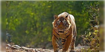 Read more about - Buxa Tiger Reserve | বিহার থেকে বাংলায় হেলিকপ্টারে উড়িয়ে আনা হয়েছিল, ১ মাসের মধ্যেই অসমে উধাও বাঘিনি, চিন্তায় বন দফতর!