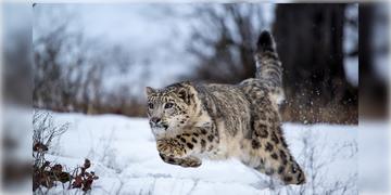 Read more about - Jammu & Kashmir | ভূস্বর্গের পাহারা দেবে ‘স্নো লেপার্ড’-‘মারখোর’! কাশ্মীরের নিরাপত্তায় এবার বন্যপশুও