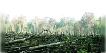 Read more about - আমাজনের বৃষ্টি-অরণ্য বিলুপ্ত হবে ২০৬৪ সালের মধ্যেই, সতর্কতা জারি ফ্লোরিডার ভূবিদের।  