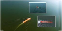 Read more about - DRDO | জলের গভীরে নিঃশব্দে শত্রুনিধন! AUV এর সফল পরীক্ষা করল DRDO