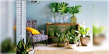 Read more about - Indoor Plant For Home Decor | কম যত্ন ও খরচে ঘরকে সুন্দর করে তুলুন ইনডোর প্লান্ট দিয়ে!
