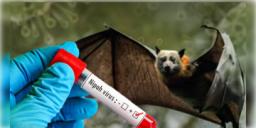 Read more about - Nipah Virus | কেরলে নিপা ভাইরাসের আতঙ্ক! মাস্ক পরার নির্দেশ কেরলের স্বাস্থ্যমন্ত্রী!