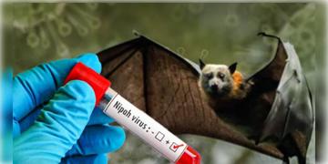Read more about - Nipah Virus | কেরলে নিপা ভাইরাসের আতঙ্ক! মাস্ক পরার নির্দেশ কেরলের স্বাস্থ্যমন্ত্রী!