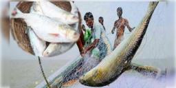 Read more about - Bangladesh | বাংলাদেশে ইলিশের হাহাকার, ৮ অক্টোবর থেকে মাছ ধরায় জারি নিষেধাজ্ঞা!