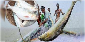 Read more about - Bangladesh | বাংলাদেশে ইলিশের হাহাকার, ৮ অক্টোবর থেকে মাছ ধরায় জারি নিষেধাজ্ঞা!