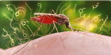 Read more about - আপনি কি ম্যালেরিয়ায় আক্রান্ত? কোন পথ অবলম্বন করবেন এখন?