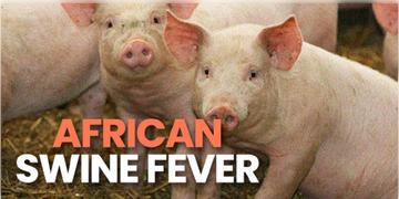 Read more about - Swine Fever । মিজোরামে  আফ্রিকান সোয়াইন ফিভারের প্রকোপ! ২০ কোটিরও বেশি ক্ষতির সম্মুখীন  শূকর চাষী এবং পালনকারীরা!