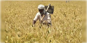 Read more about - গত বছরের তুলনায় এবছর গমের উৎপাদন ৩% কমবে বলে জানাল কেন্দ্র সরকার