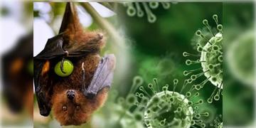 Read more about - Nipah Virus | বঙ্গে নিপা ভাইরাস সংক্রমণ, বারাসতের বেসরকারি হাসপাতালে চিকিৎসাধীন আক্রান্ত দুই নার্স!