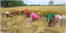 Read more about - প্রতিবেশী দেশগুলির কাছে গম রপ্তানি অব্যাহত রাখবে ভারত সরকার