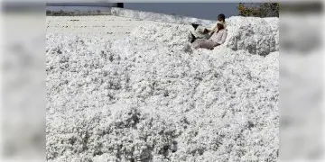 Read more about - India-Bangladesh Trade | চিনকে ছাপিয়ে যাবে বাংলাদেশ, তুলো আমদানিতে সাহায্য করবে ভারত!