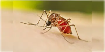 Read more about - Dengue | বদলাচ্ছে ডেঙ্গুর উপসর্গ! কেবল জ্বর-মাথার যন্ত্রণাই নয়, ডেঙ্গুর থাবা বসছে কিডনি, ফুসফুস ও মস্তিষ্কেও