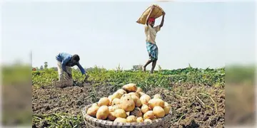Read more about - Potato Traders Strike | পুলিশ ও প্রশাসনের দ্বারা হয়রানির শিকারের অভিযোগ তুলে ফের কর্মবিরতির ঘোষণা করল আলু ব্যবসায়ী সমিতি
