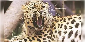 Read more about - দার্জিলিংয়ে প্রাণ বাঁচাতে গুলি চিতাবাঘকে, লেপার্ড হামলায় জখম ৪